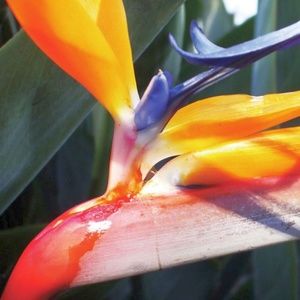 Bird of Paradise 8" X 10" photo